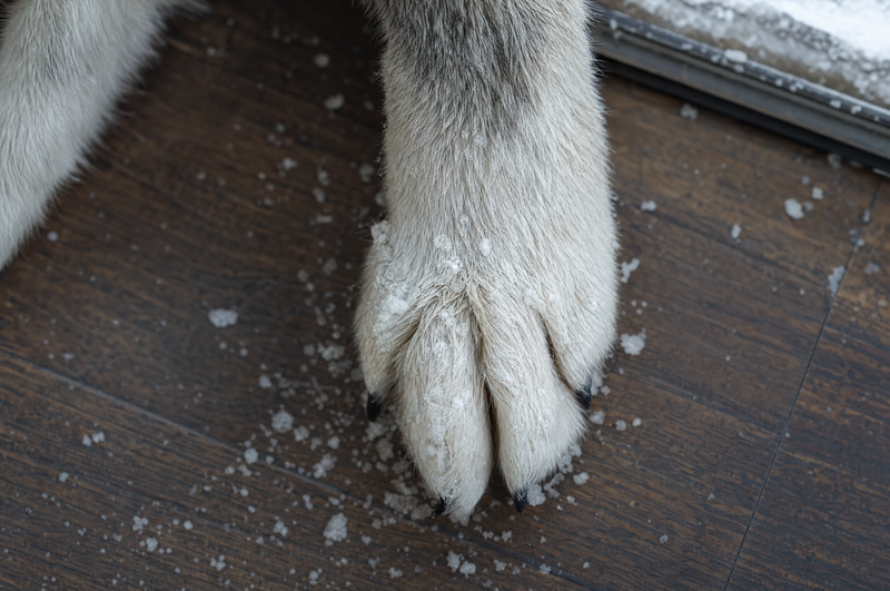 Zampa sporca di neve prima del lava-zampe Pilumo