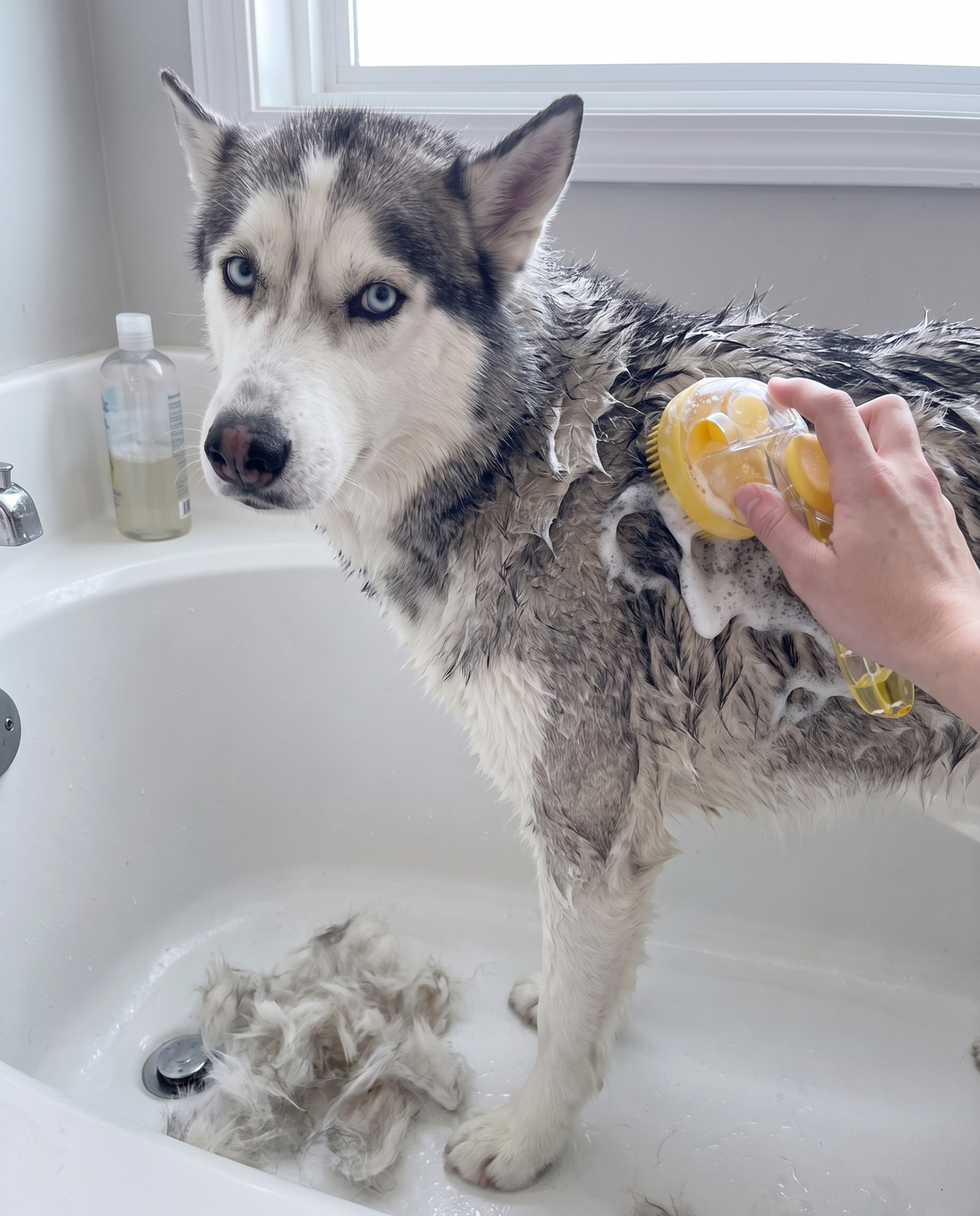 Recensione Elena - husky lavato con spazzola gialla con dispenser shampoo