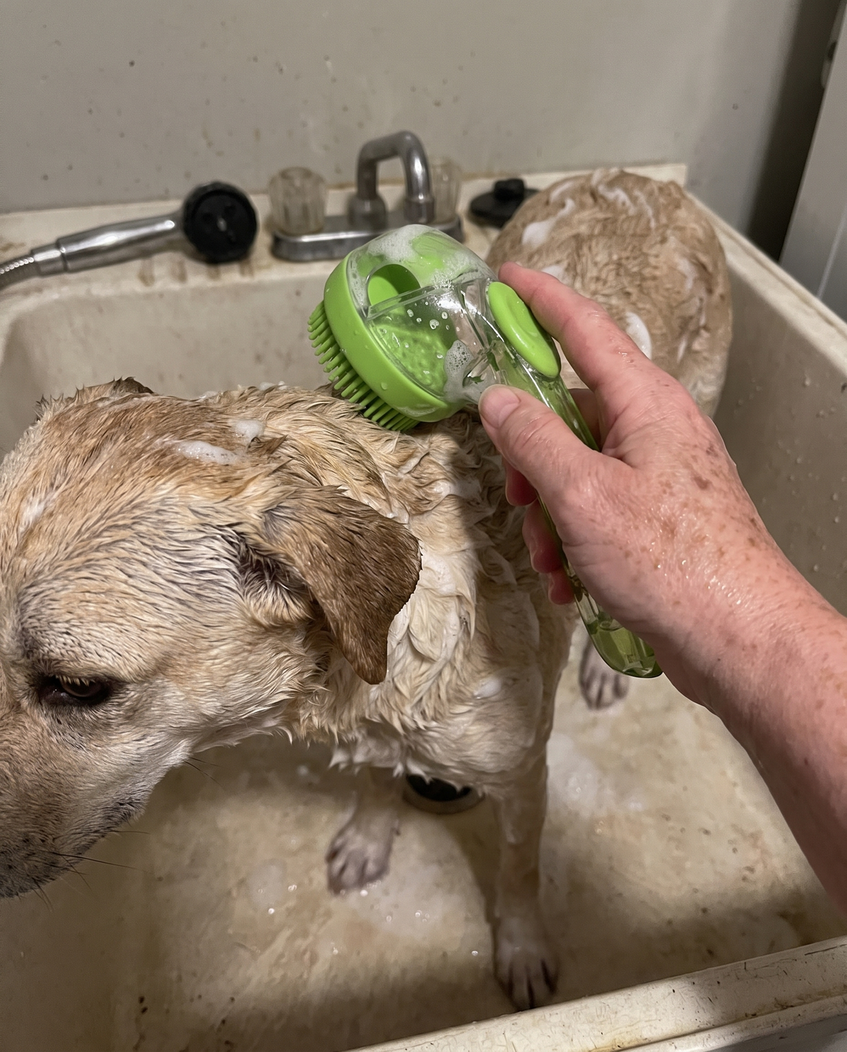 Recensione Marco - cane lavato con spazzola verde con dispenser shampoo