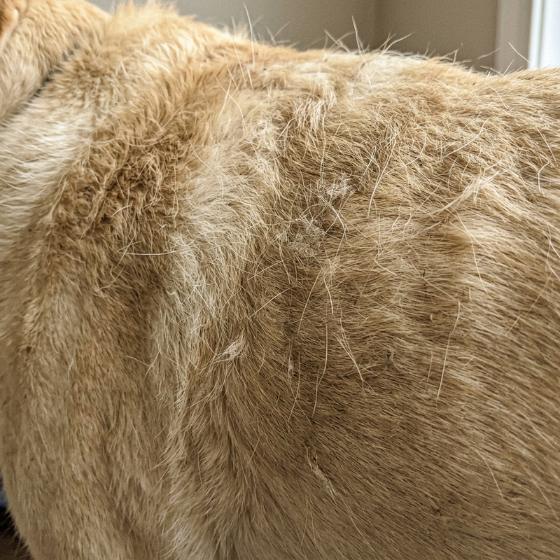 Pelo corto opaco e pieno di sottopelo prima della spazzola autopulente Pilumo
